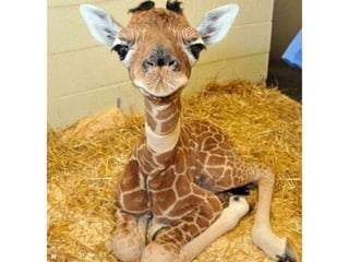 Photos exceptionnelles