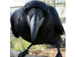 Photos exceptionnelles