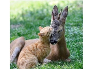 Photos exceptionnelles