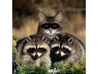 Photos exceptionnelles