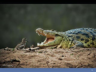 Photos extraordinaires1