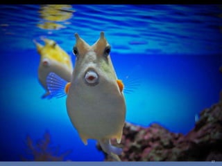 Photos extraordinaires1