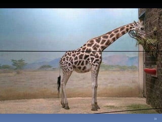 Photos extraordinaires1