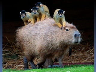 Photos extraordinaires1