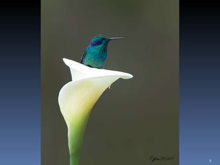 Photos extraordinaires1