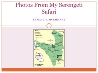 Photos From My Serengeti Safari By Olivia McConney 