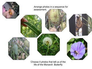 Arrange photos in a sequence for assessment. Choose 4 photos that tell us of the life of the Monarch  Butterfly 