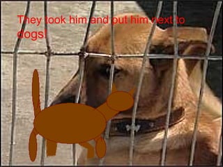They took him and put him next to   dogs! 