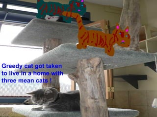 Greedy cat got taken to live in a home with three mean cats ! 