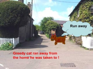 Greedy cat ran away from the home he was taken to ! Run away 
