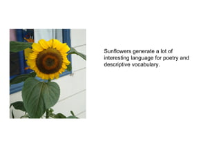 Sunflowers generate a lot of interesting language for poetry and descriptive vocabulary. 