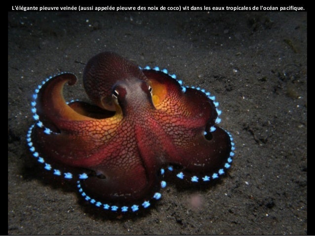 Photos Hallucinantes De La Nature Sauvage11