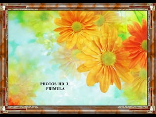 PHOTOS  HD  3       PRIMULA   