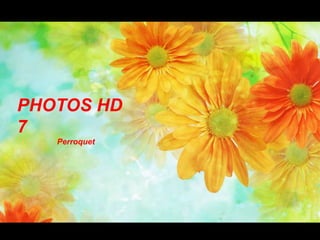 PHOTOS HD 7                   Perroquet 