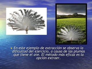 En este ejemplo de extracción se observa la dificultad del ejercicio, a causa de las plumas que tiene el ave. El método más eficaz es la opción extraer. 