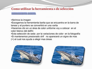 •Abrimos la imagen
•Escogemos la herramienta barita que se encuentra en la barra de
tareas y el puntero se convertirá en una varita
•Hacemos clic en un área de color uniforme voy a colocar en el
color blanco del delfín
•Esta selección de seda por la variaciones de color en la fotografía
•Si mantenemos presionado shif no aparecerá un signo de mas
(+) el cual nos ayuda a elegir mas áreas
 