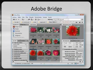 Adobe Bridge
 