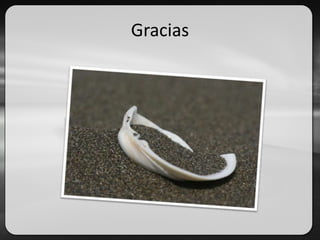 Gracias
 