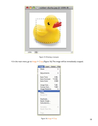 17
)LJXUH  URSSLQJ WR D VSHFLÀF VL]H
 2QFH RX DUH FRPSOHWHO VDWLVÀHG ZLWK RXU FURSSHG LPDJH SUHVV Enter.
Cropping with the MarqueeTool
If you are in a hurry and need just a simple crop, you can use the Marquee Tool and a menu command.To crop
with the Marquee Tool, follow the steps below:
1. Open the image you wish to crop.
2. Select the Rectangular Marquee Tool from the Toolbox (see Selection Tools).
3. Click and drag the mouse to draw a marquee around the area you wish to crop (Figure 15).
 