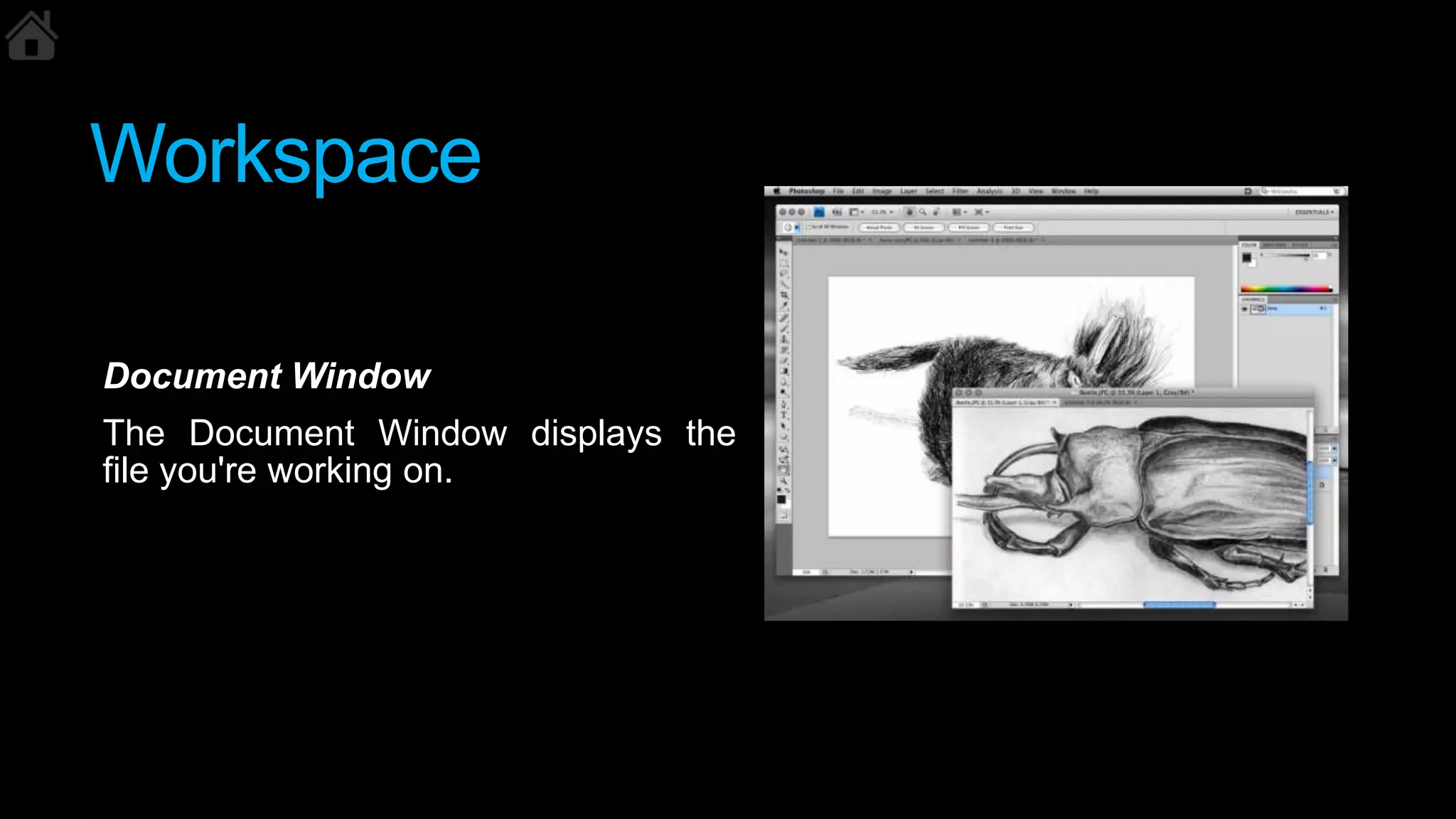 Workspace
Document Window
The Document Window displays the
file you're working on.
 