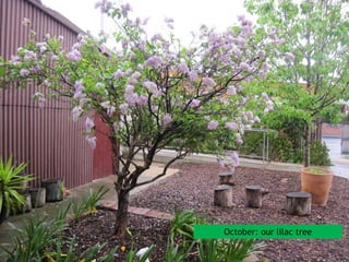 October: our lilac tree
 