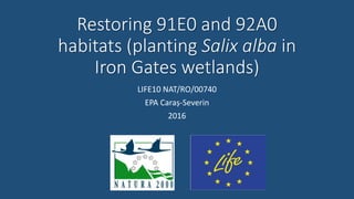 Restoring 91E0 and 92A0
habitats (planting Salix alba in
Iron Gates wetlands)
LIFE10 NAT/RO/00740
EPA Caraș-Severin
2016
 