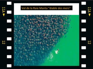Vol de la Raie Manta "diable des mers"
 