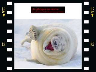 Un phoque se marre
(en pensant que c’est hollande qui est président)
 
