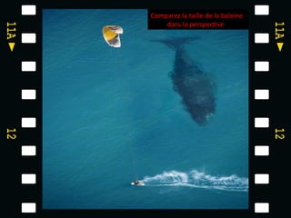 Comparez la taille de la baleine
    dans la perspective
 