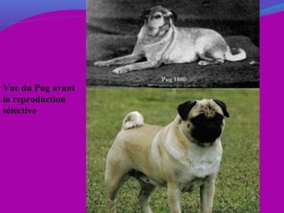 Vue du Pug avant
la reproduction
sélective
 