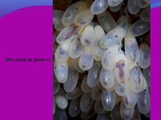 Des œufs de pieuvre
 