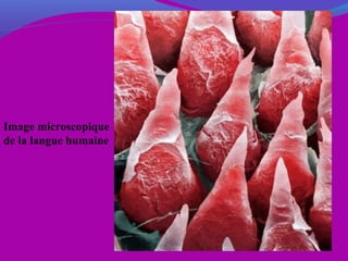 Image microscopique
de la langue humaine
 