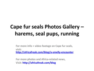 Cape fur seals Photos Gallery –
  harems, seal pups, running
  For more info + video footage on Cape fur seals,
  visit:
  http://africafreak.com/blog/a-smelly-encounter

  For more photos and Africa-related news,
  Visit: http://africafreak.com/blog
 