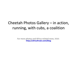 Cheetah Photos Gallery – in
action, running, a coalition

  For more photos and Africa-related news, Visit:
           http://africafreak.com/blog
 