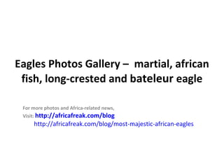Eagles Photos Gallery – martial, african
 fish, long-crested and bateleur eagle

 For more photos and Africa-related news,
 Visit: http://africafreak.com/blog
     http://africafreak.com/blog/most-majestic-african-eagles
 