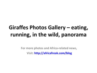 Giraffes Photos Gallery – eating,
running, in the wild, panorama

     For more photos and Africa-related news,
         Visit: http://africafreak.com/blog
 