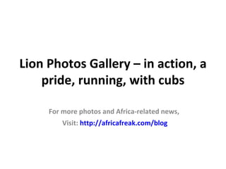 Lion Photos Gallery – in action,
           running

    For more photos and Africa-related news,
        Visit: http://africafreak.com/blog
 
