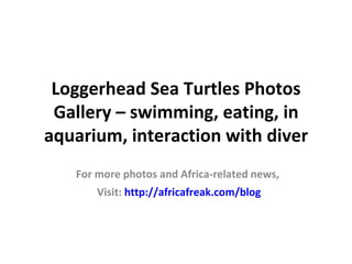 Loggerhead Sea Turtles Photos
 Gallery – swimming, eating, in
aquarium, interaction with diver
   For more photos and Africa-related news,
       Visit: http://africafreak.com/blog
 