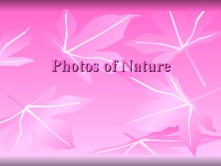 Photos of Nature 