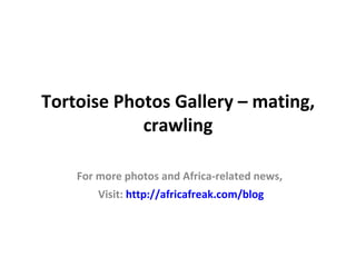 Tortoise Photos Gallery – mating,
            crawling

    For more photos and Africa-related news,
        Visit: http://africafreak.com/blog
 