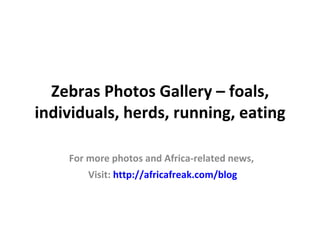 Zebras Photos Gallery – foals,
individuals, herds, running, eating

    For more photos and Africa-related news,
        Visit: http://africafreak.com/blog
 