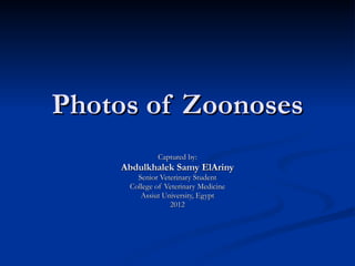 Photos of Zoonoses Captured by: Abdulkhalek Samy ElAriny Senior Veterinary Student College of Veterinary Medicine Assiut University, Egypt 2012 