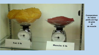Comparaison
du même
poids (2,5 kg)
de gras
et
de muscle
 