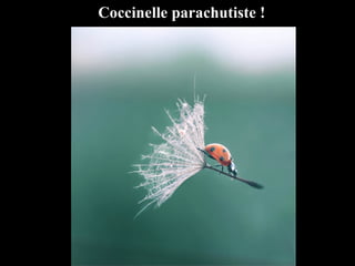 Coccinelle parachutiste !
 