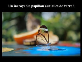 Un incroyable papillon aux ailes de verre !
 