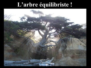 L’arbre équilibriste !
 