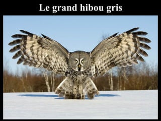 Le grand hibou gris
 