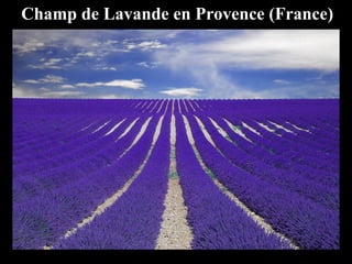 Champ de Lavande en Provence (France)
 