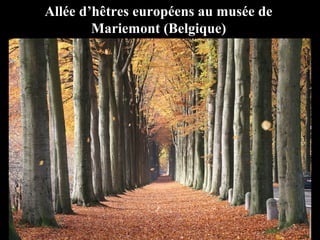 Allée d’hêtres européens au musée de
        Mariemont (Belgique)
 