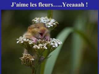 J’aime les fleurs…..Yeeaaah !
 